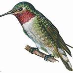 The Hummingbird4