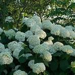 incrediball hydrangea2