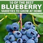 types of blueberries4