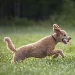 Running Dog3