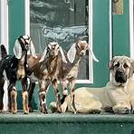 anatolian shepherd puppies3