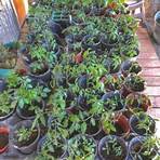 growing tomatoes when to separate seedlings1