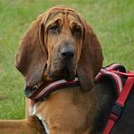 Bloodhound wikipedia1