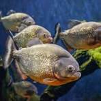What are some interesting facts about Piranha?1