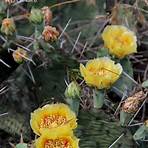 Cactus5