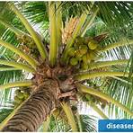 benefits of coconut oil wikipedia tieng viet trang chu2