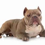 american bully5