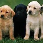 interesting facts about dogs and puppies2