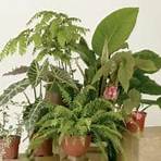 Houseplants plants2