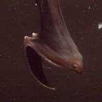 gulper eels2