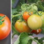 grüne tomaten nachreifen lassen giftig2