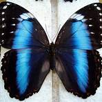 tipos de borboleta2