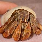 hermit crabs molting eggs1
