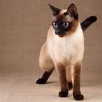royal thai cats2