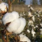 history of cotton textiles5