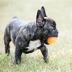 miniature french bulldog wikipedia2