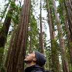 redwood reserves2