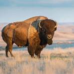 American Buffalo Pictures1