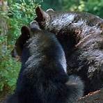 american black bear population4