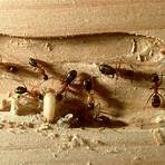 How do you identify carpenter ants?2