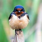 swallow bird4