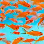 Goldfish Memory4