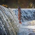 salmon swimming upstream1