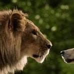lupo e leone storia vera1