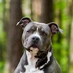 american staffordshire terrier3