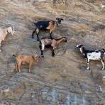 types of goats4