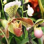 frauenschuh orchideen4
