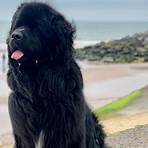 do newfoundlands make good family dogs breeds that don t shed medium size3