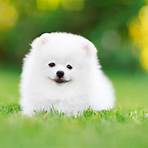 little white dog2
