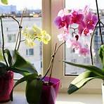 orchideen mit weißem belag symptome2