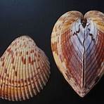 cockles of my heart2