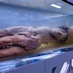 colossal squid1