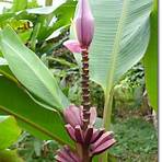 flor de bananeira ornamental2