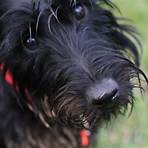 Scottish Terrier wikipedia2