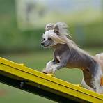wikipedia chinese crested dogs3