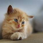 cute cats images3