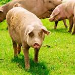pig farm business3