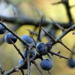 barbarazweige welcher baum1