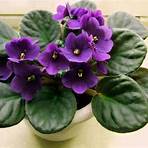 how to care for purple violets3