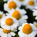 marguerite signification1