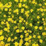 Can Coreopsis 'Moonbeam' be propagated?4