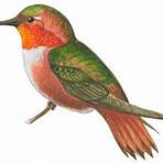 The Hummingbird2