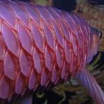 black water arowana3