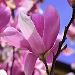 magnolia prix3