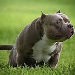 can you make exotic bullies with different dog breeds pictures1