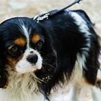 charles king spaniel4